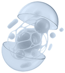 Развитие головного мозга ребенка: роль фетального программирования и перинатальных факторов